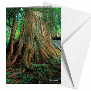 Uralte Waldkarte, Baumstamm Grußkarte, Pacific Nordwest Wald Wald Altes Wachstum Baum Fotografie Druck Notizkarte von Shel Neufeld