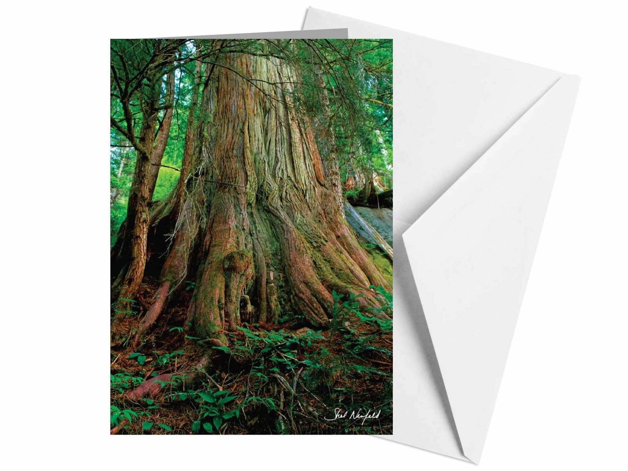 Ancient Forest Card, Tree Trunk Greeting Card, Pacific Northwest Woodland Forest Old Growth Tree Photography Print Note Card by Shel Neufeld