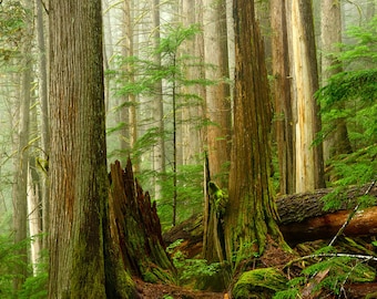 Ancient Forest Print, Old Growth Forest Pacific Northwest