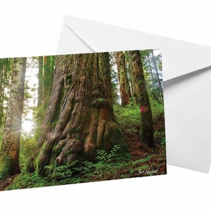 Bos fotokaart, oude groei oude bos landschap fotografie lege wenskaart door Shel Neufeld, natuur verjaardagskaart groen bruin