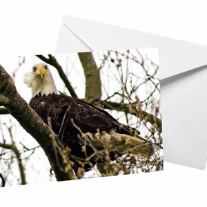 Eagle Fotografie Kaart, Eagle Eyes Foto Lege Wenskaart door Shel Neufeld, Bird Watcher Gift, Natuurliefhebber, Naturalist Card voor papa