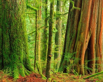 Puede incluir: Un bosque verde y exuberante con árboles altos cubiertos de musgo. La corteza de los árboles es de un color rojo intenso, y el suelo del bosque está cubierto por una gruesa capa de musgo.