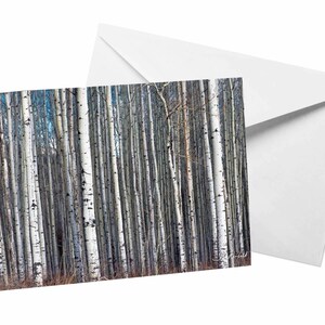 Witte boskaart, witte esp foto wenskaart, berkenboom bos fotografie door Shel Neufeld white forest blauwe lucht blanco kaart
