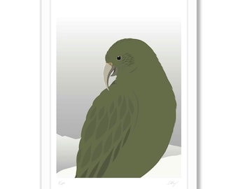 Nya Zeeländsk nyfiken Kea - Giclée-konsttryck