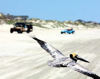 Photographie de pélican, art de mur, faune, observation de plage, décoration à la maison, cadeaux pour elle, cadeaux pour lui