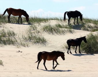 Wild Horses Photography Print, Corolla Beach NC Wild Horses, Horses Wall Art, Horses Home Decor, gifts