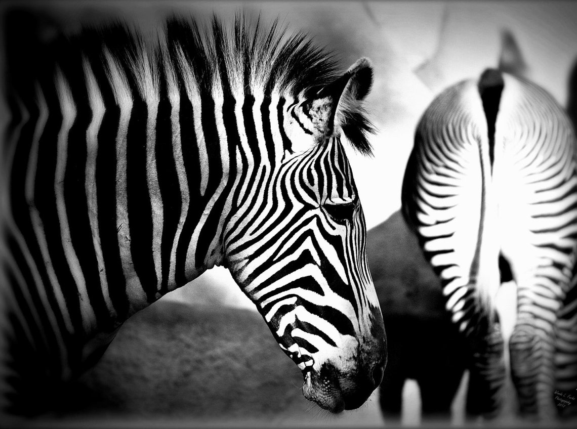 Black and White Zebras Photography Print, Zebras Wall Art, Wildlife Art