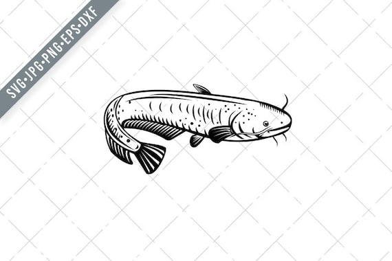 The Giant Lake Biwa Catfish Silurus Biwaensis Biwako Onamazu Etsy