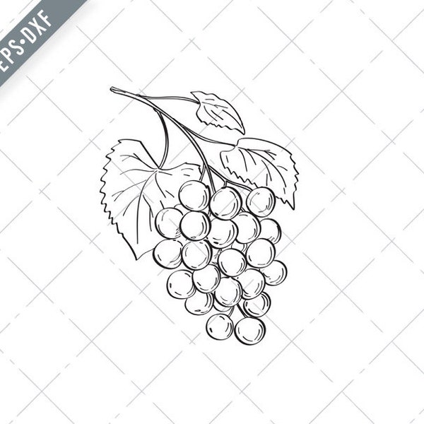 Frucht von Muscadine Trauben oder Vitis Rotundifolia Grapevine Linie Kunst Zeichnung schwarz und weiß Svg-Muscadine Trauben SVG-Cut Datei-DXF-jpg-png