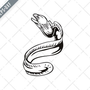 Op de afbeelding: Een zwart-witte lijntekening van een murene met zijn bek open, opgerold in een C-vorm.