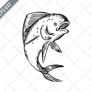 May include: A black and white line drawing of a mahi-mahi fish jumping out of the water with its mouth open.