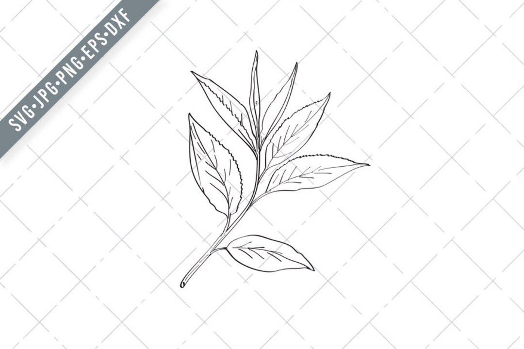 Green Tea Leaves Camellia Sinensis Line Art Drawing Black and White Svg