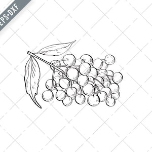 Fruit of Elder Elderberry or Sambucus Line Art Drawing Black and White Svg-Elderberry Line Art Drawing SVG-Elderberry Cut File-DXF-jpg-png