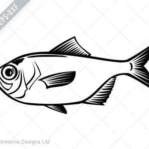 May include: Black and white line art illustration of a fish with a large eye and a long, thin body.