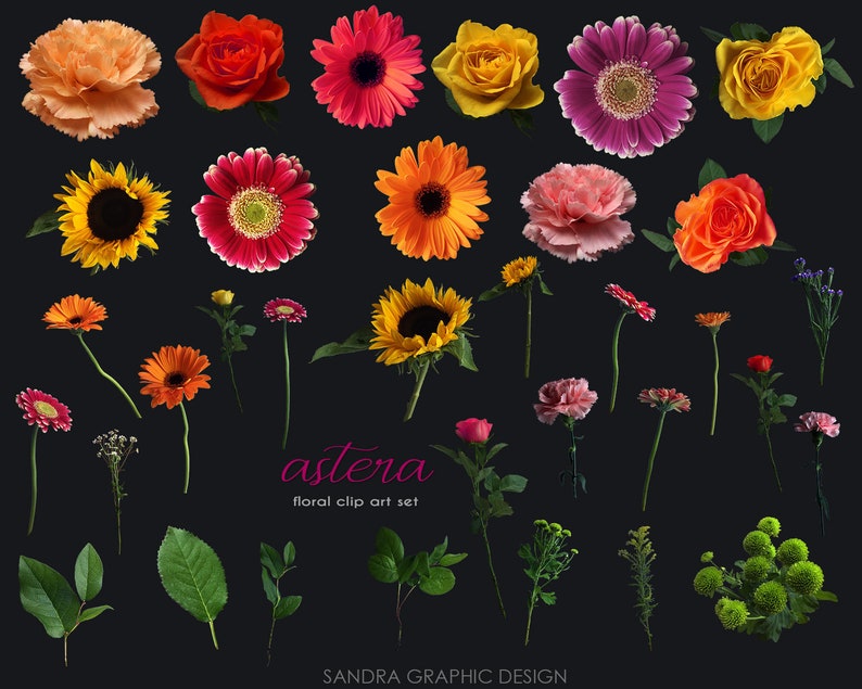 May include: A collection of various flowers, including roses, gerbera daisies, and sunflowers, in shades of orange, red, yellow, and pink, against a dark background. The image also includes green leaves and stems. Text reads "astera floral clip art set".
