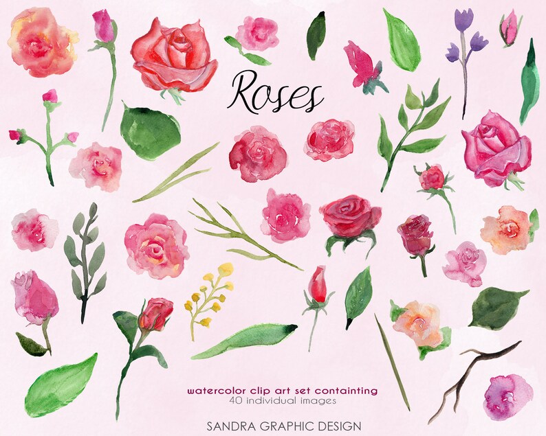 Puede incluir: Conjunto de im&aacute;genes predise&ntilde;adas de acuarela con varias rosas rosas y rojas, capullos y hojas verdes. La palabra "Roses" est&aacute; escrita en cursiva. El conjunto contiene 40 im&aacute;genes individuales. "SANDRA GRAPHIC DESIGN" est&aacute; escrito en la parte inferior.