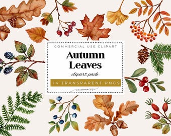 Autumn Leaves Watercolor Clipart PNG | 14 Botanical Fall Leaves & Berries | Hand Painted Autumn Nature Clipart | Transparent PNG