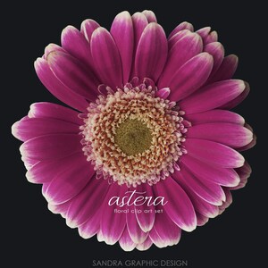 May include: A vibrant, close-up image of a gerbera daisy against a black background. The flower features deep magenta petals with white edges, surrounding a textured, light brown center. The text "astera floral clip art set" is displayed in white.