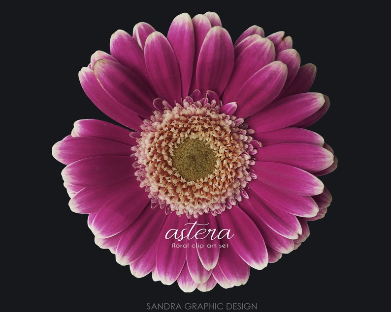May include: A vibrant, close-up image of a gerbera daisy against a black background. The flower features deep magenta petals with white edges, surrounding a textured, light brown center. The text "astera floral clip art set" is displayed in white.