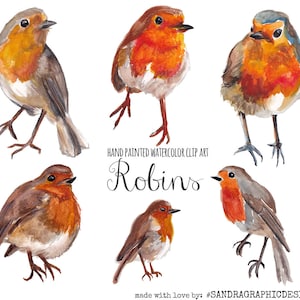 Robin clip art, watercolor robins painted by hand, birds clip art,  6 clipart 300 dpi PNG  files (5227)