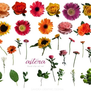 May include: A collection of various colorful flowers, including roses, gerberas, sunflowers, and carnations, against a white background. The image also includes green leaves and stems. Text reads "astera floral clip art set" and "SANDRA GRAPHIC DESIGN".