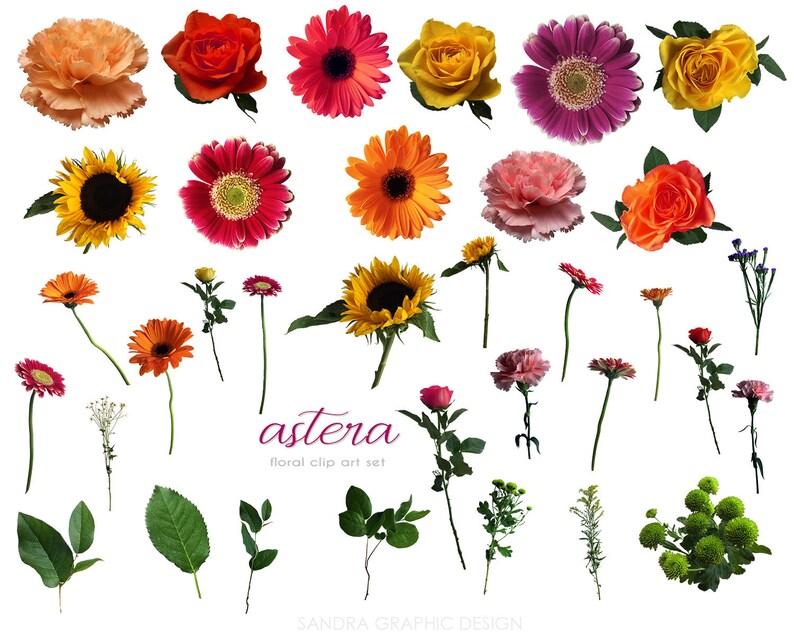 May include: A collection of various colorful flowers, including roses, gerberas, sunflowers, and carnations, against a white background. The image also includes green leaves and stems. Text reads "astera floral clip art set" and "SANDRA GRAPHIC DESIGN".