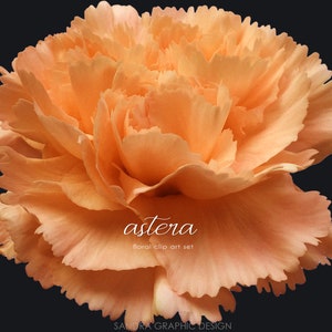 May include: Close-up of a peach-colored carnation flower with ruffled petals against a dark background. The flower is in full bloom, showcasing its layered texture. Text on the image reads "astera floral clip art set" and "SANDRA GRAPHIC DESIGN".