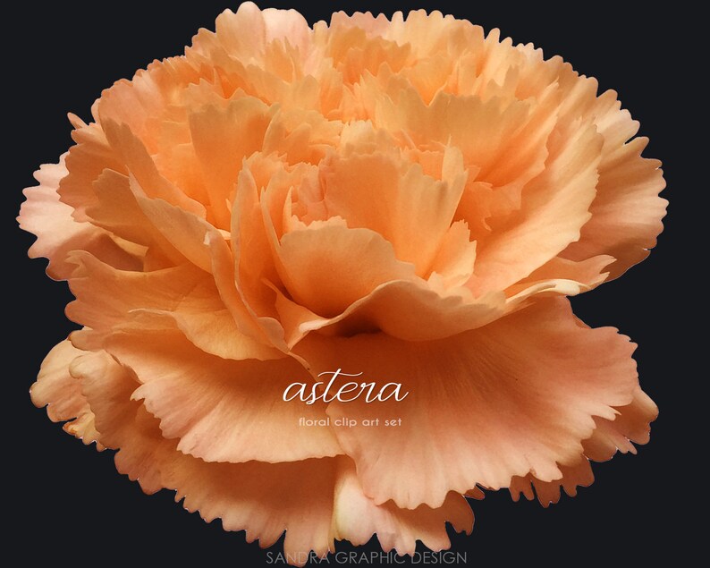 May include: Close-up of a peach-colored carnation flower with ruffled petals against a dark background. The flower is in full bloom, showcasing its layered texture. Text on the image reads "astera floral clip art set" and "SANDRA GRAPHIC DESIGN".