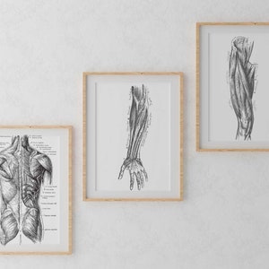 Labeled Muscular System Art -Massage Therapy Decor, LMT, Massage Therapist, RMT, Chiropractor, leg-arm-back muscles 16 x 20 ratio