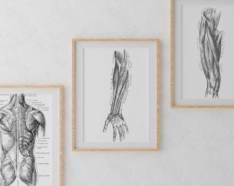 Labeled Muscular System Art -Massage Therapy Decor, LMT, Massage Therapist, RMT, Chiropractor, leg-arm-back muscles 16 x 20 ratio