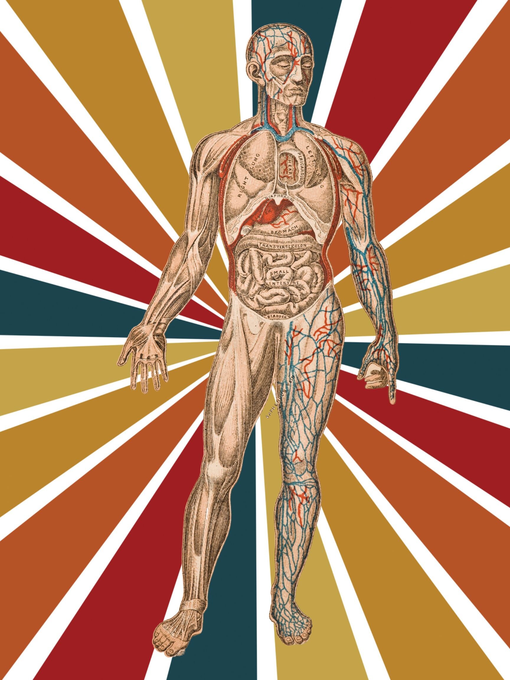 Poster Rmt Vintage Anatomy Poster -printed-massage Therapy Decor, LMT, Massage ...
