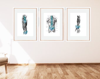 NEW! Teal Set of 3 Muscular System -Massage Therapy Decor, LMT or RMT, Chiropractor, Digital Anatomy Art Printable, Muscles