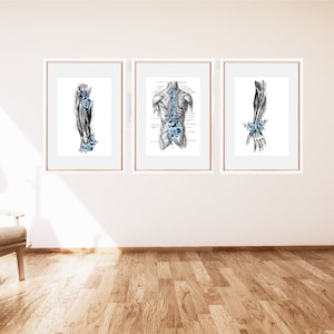Set of 3 Muscular System Blue-Massage Therapy Decor, LMT, Massage Therapist, RMT, Chiropractor, Digital Anatomy Art Printable, Back Muscles