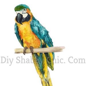 Tobogán de agua Calcomanías Shabby Chic Muebles Transferencia de imágenes Vintage Antique Home Craft Label Artesanías Scrapbooking Card Making DIY Macaw