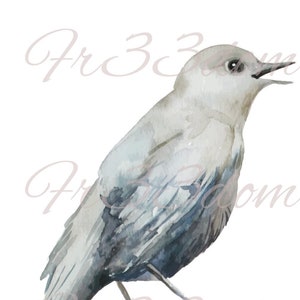 Tobogán de agua Calcomanías Shabby Chic Muebles Transferencia de imagen Vintage Antigüedades Caseras Artesanía Etiqueta Artesanías Scrapbooking Card Making DIY White Bird
