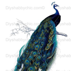 Waterslide Stickers Shabby Chic Furniture Image Transfer Vintage Antique Home Craft Label Crafts Scrapbooking Card Making DIY Peacock Perch