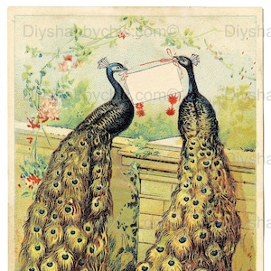 Waterslide Calcomanías Shabby Muebles Chic Transferencia vintage antigua casa artesanía etiqueta artesanías tarjeta de scrapbooking haciendo diy peacock amor