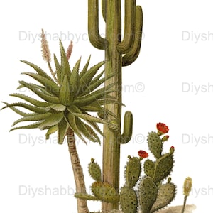 Waterslide decalques shabby chique móveis transferência de imagem vintage antigo casa artesanato etiqueta artesanato scrapbooking cartão fazendo diy vintage cactus