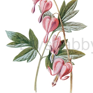 Calcomanías de tobogán Decales Shabby Muebles Chic Transferencia vintage antigua casa artesanía artesanías tarjeta scrapbooking que hace diy corazón sangrante