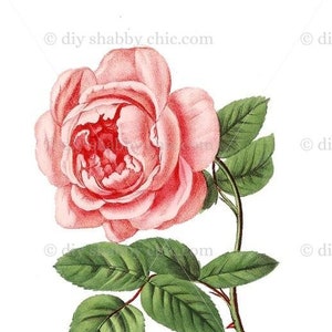 Waterslide Decals Shabby Chic Furniture Image Transfer vintage Antique Home Craft Label Crafts Scrapbooking Card Making DIY Single Rose