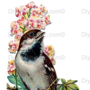 Waterslide Calcomanías Shabby Muebles Chic Transferencia vintage antigua casa artesanía etiqueta artesanías scrapbooking tarjeta haciendo diy pájaro flor