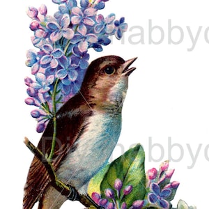 Waterslide Decals Shabby Chic Furniture Image Transfer vintage Antique Home Craft Label Crafts Scrapbooking Card Making DIY Lilas Bird WaterslIde