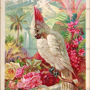 Waterslide Stickers Shabby Chic Furniture Image Transfer Vintage Antique Home Craft Label Crafts Scrapbooking Card Making DIY Tropical Bird