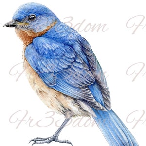 Tobogán de agua Calcomanías Shabby Chic Muebles Transferencia de imagen Vintage Antigüedades Caseras Artesanía Etiqueta Artesanías Scrapbooking Card Making Blue Bird Drawing