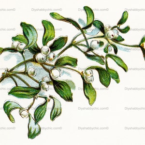 Waterslide Decals Shabby Chic Furniture Image Transfer vintage Antique Home Craft Label Crafts Scrapbooking Card Making DIY Mistletoe