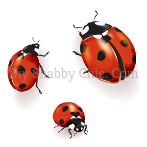 Geschnitten und kleben klar weiß Möbel Wand Selbstklebende Aufkleber Vinyl Perlmutt Bastelpapier Lady Bugs