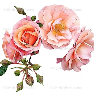 Waterslide Decals Shabby Chic Furniture Image Transfer vintage Antique Home Craft Label Crafts Scrapbooking Card Making DIY Real Rose