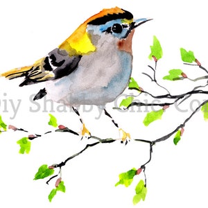 Waterslide Decals Shabby Chic Furniture Image Transfer vintage Antique Home Craft Label Crafts Scrapbooking Card Making DIY Finch Perch