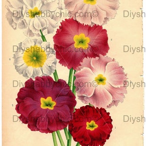 Waterslide Decals Shabby Chic Furniture Image Transfer vintage Antique Home Craft Label Crafts Scrapbooking Card Making DIY Primula