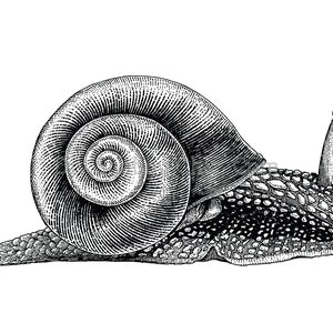 Schneide und Stick Klar weiß Möbel Wand Selbstklebende Aufkleber Vinyl Perlmutt Bastelpapier Schnecke